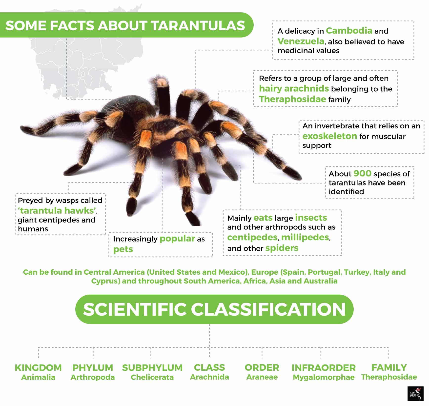 tarantula teddy