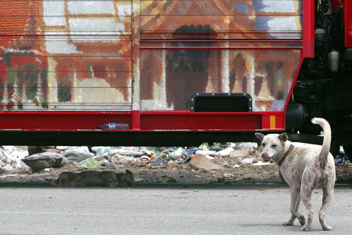 Tackling The Stray Dog Problem | The ASEAN Post