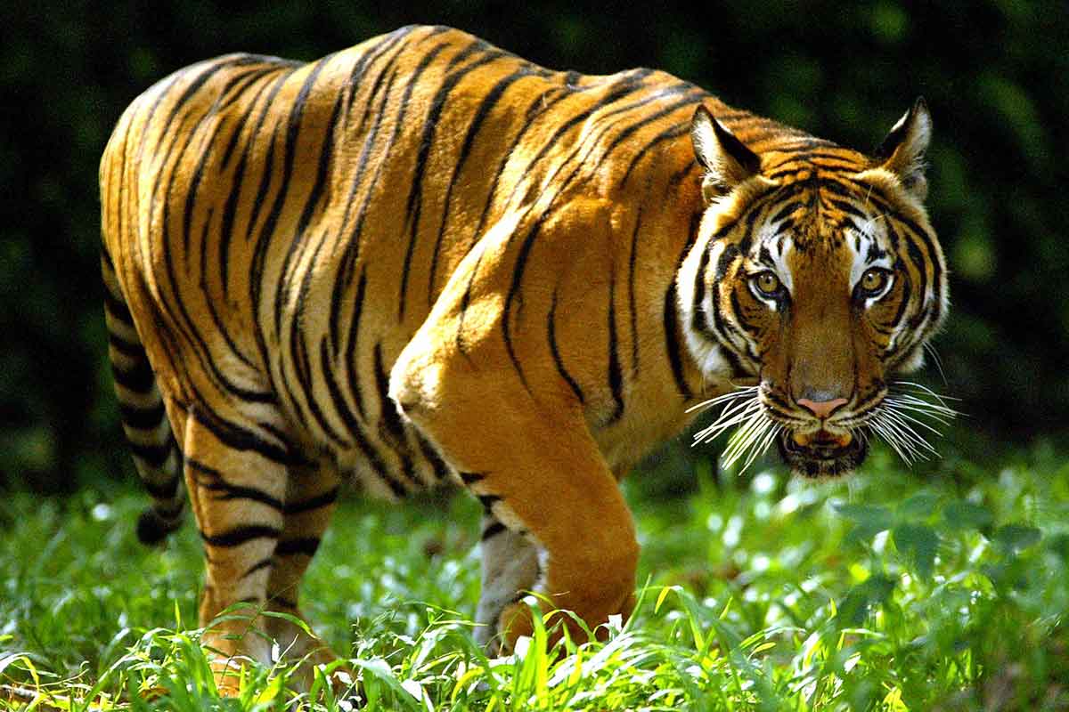 World's second breeding population of Indochinese tigers discovered in  Thailand's forests