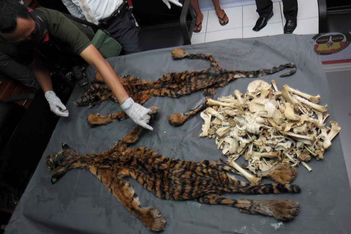 Money laundering and the illegal wildlife trade | The ASEAN Post