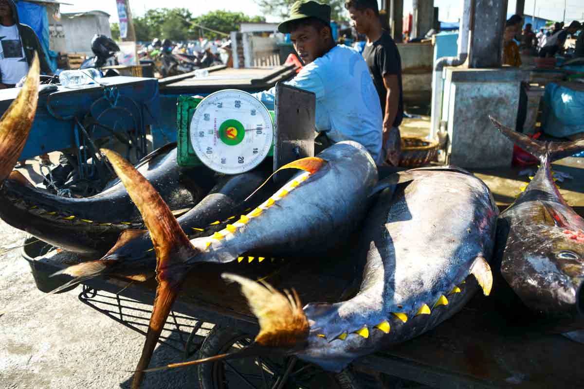 Southeast Asia's lucrative tuna industry