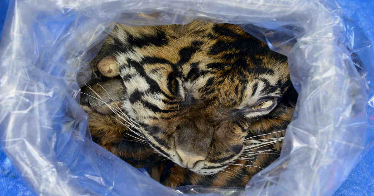 COVID-19: The Death Blow To Wildlife Trafficking? | The ASEAN Post