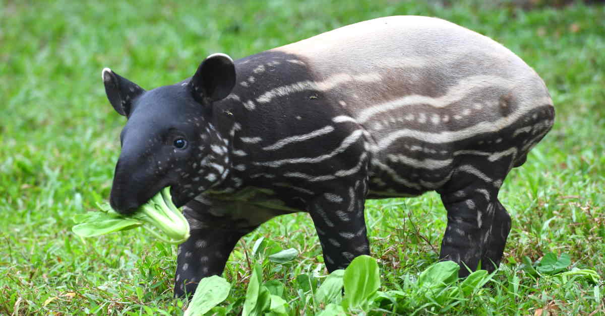 Protecting Malayan Tapirs | The ASEAN Post
