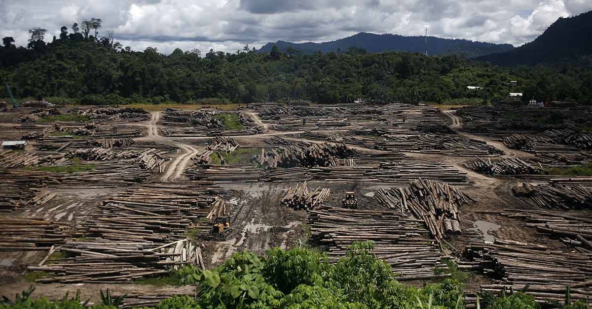 borneo deforestation case study