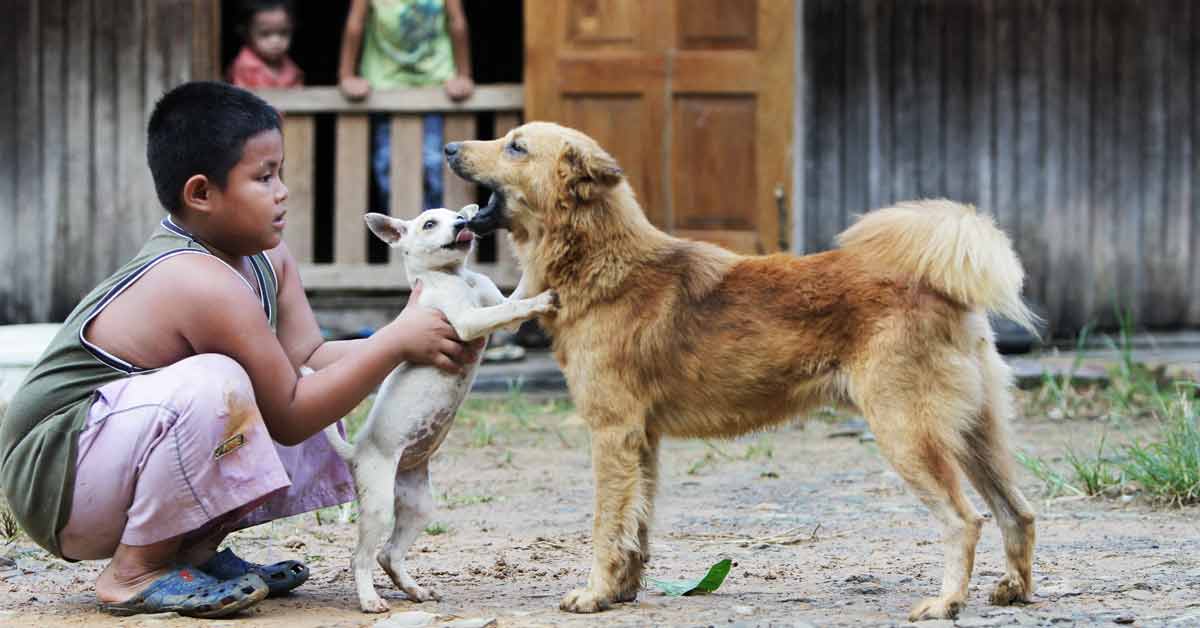 are dogs allowed in malaysia