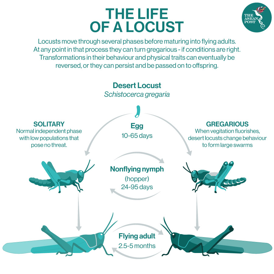 Locust Life Cycle Locust Life Cycle
