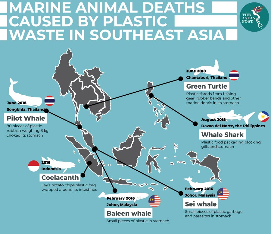 Marine animal deaths cause by plastic waste in Southeast Asia
