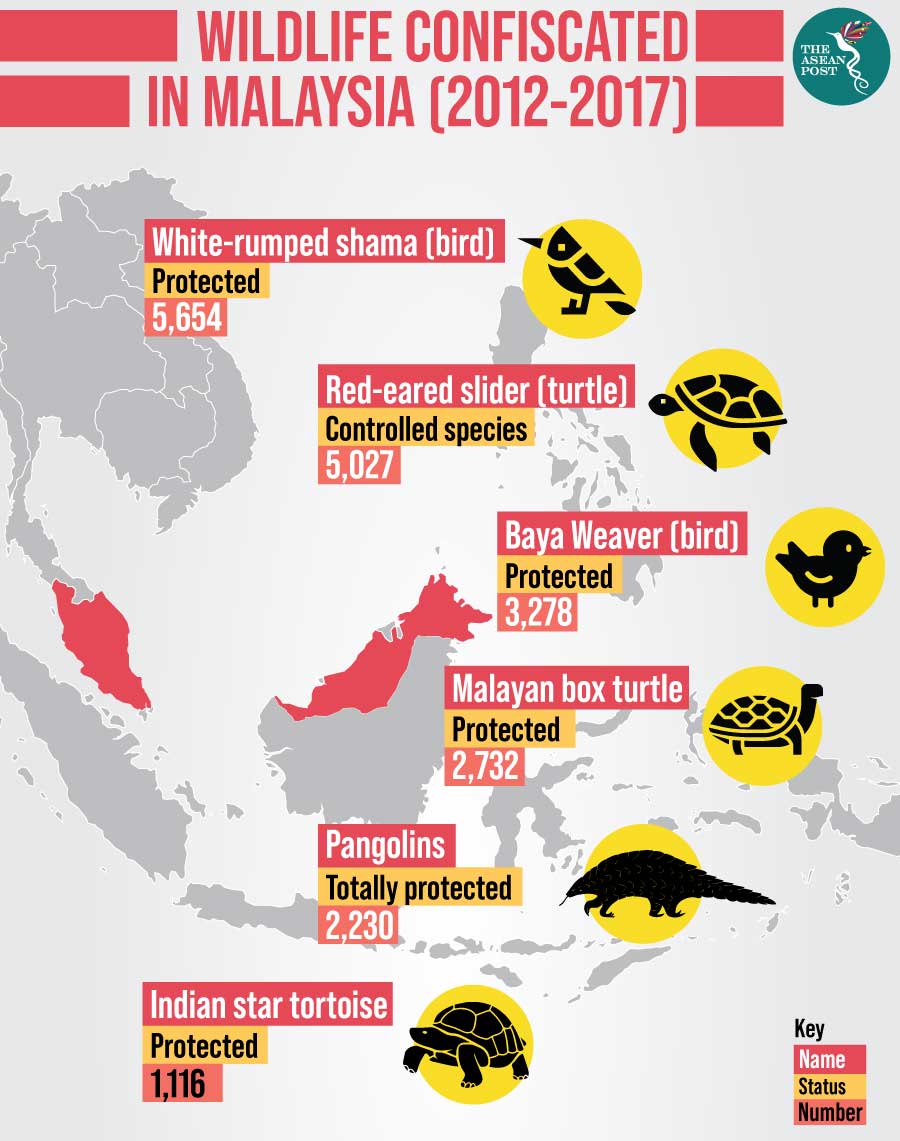 Malaysia S Booming Exotic Pet Trade The Asean Post