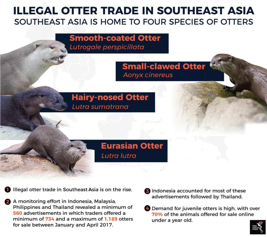 Illegal Otter Trade in Southeast Asia