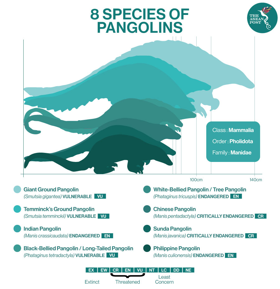 8 species of pangolins