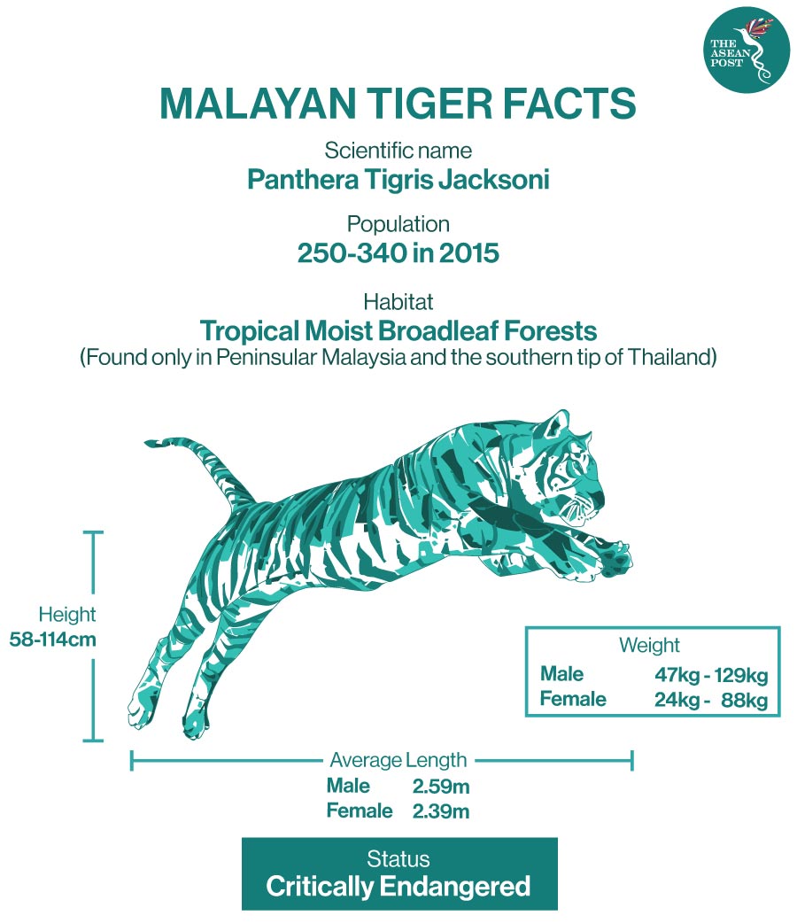 Malayan tiger facts