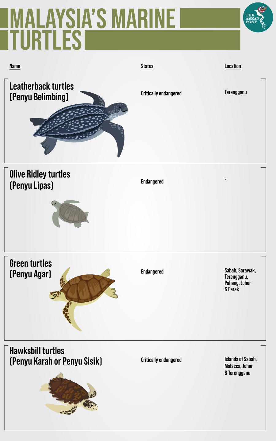 Turtles Crying Foul In Malaysia The Asean Post