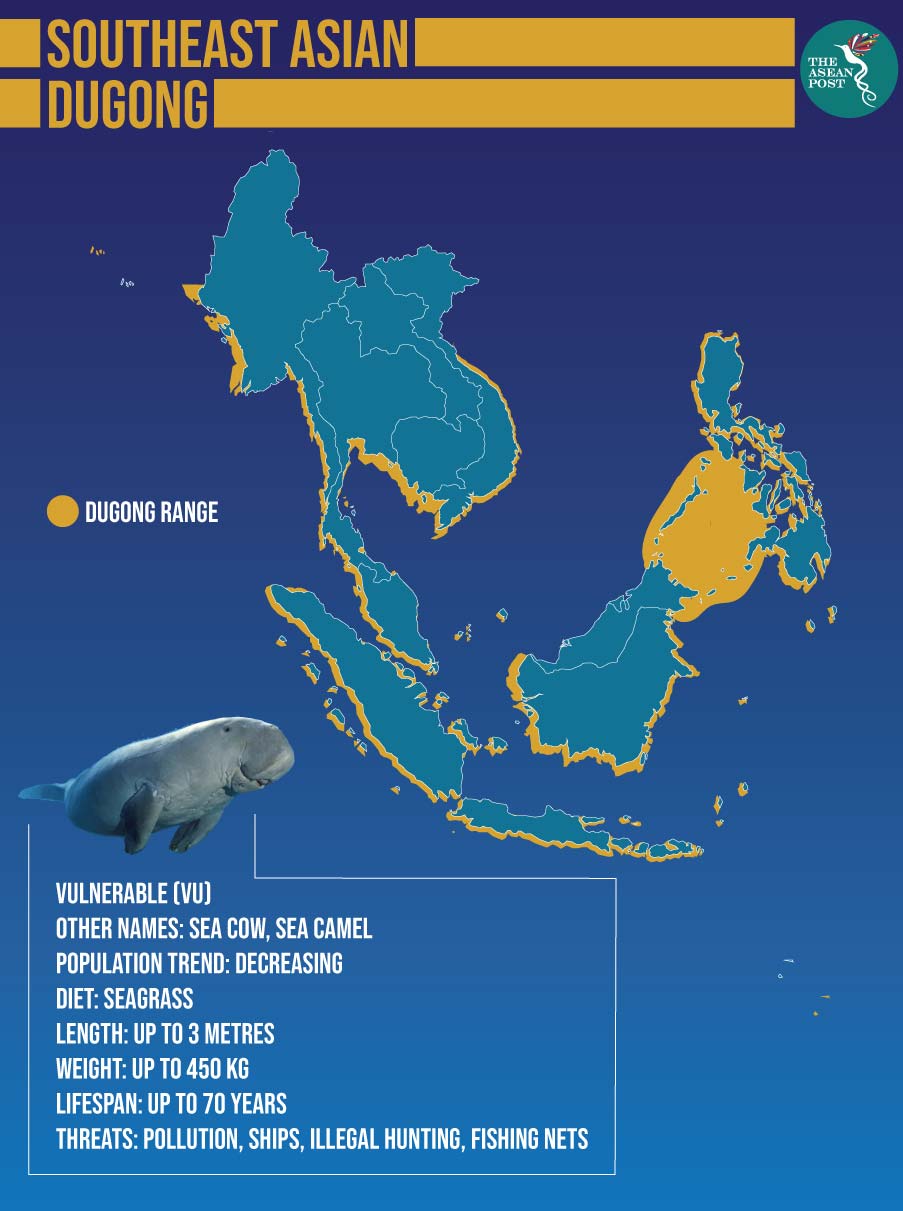 Dugong in Southeast Asia