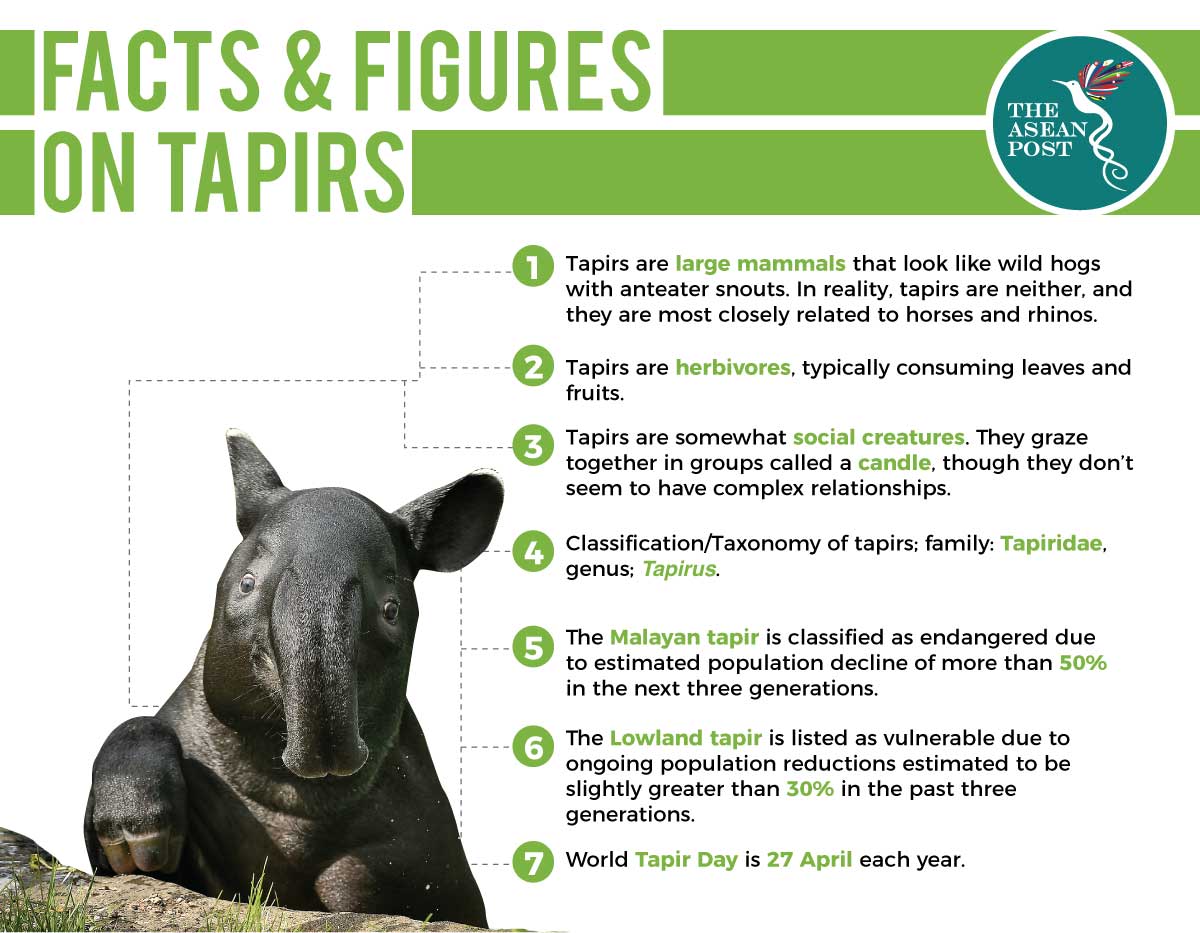Tapir malayan Wildlife Fact