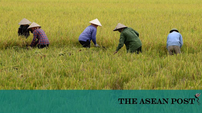 Nuclear technology helps sustain rice supplies in Southeast Asia | The ...