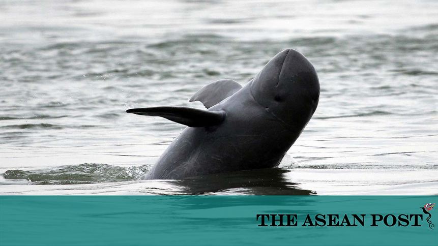 Irrawaddy dolphin - Whale and Dolphin Conservation