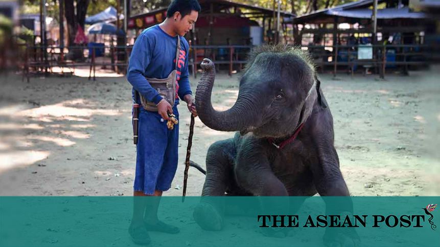 Elephants in Thailand �broken� for animal tourism The