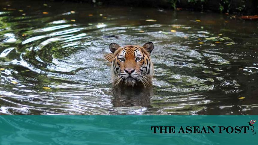 Malaysia's National Symbol No More? | The ASEAN Post Malaysia's National Symbol No More? | The ASEAN Post