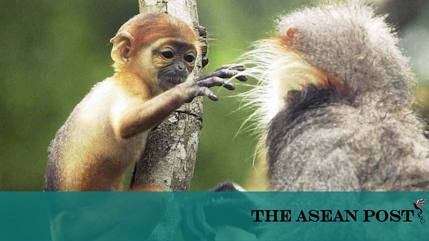 8 Charged in Scheme to Smuggle Endangered Monkeys From Asia, U.S.