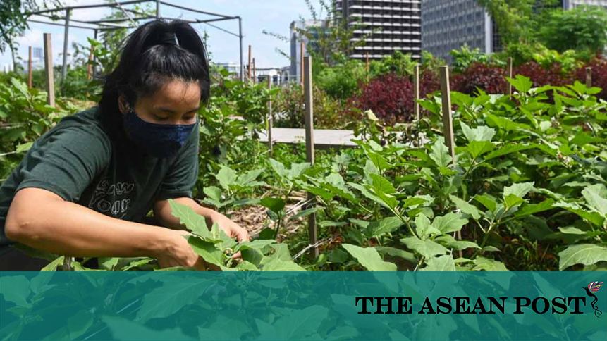 Turning Empty Spaces Into Urban Farms In Malaysia The Asean Post