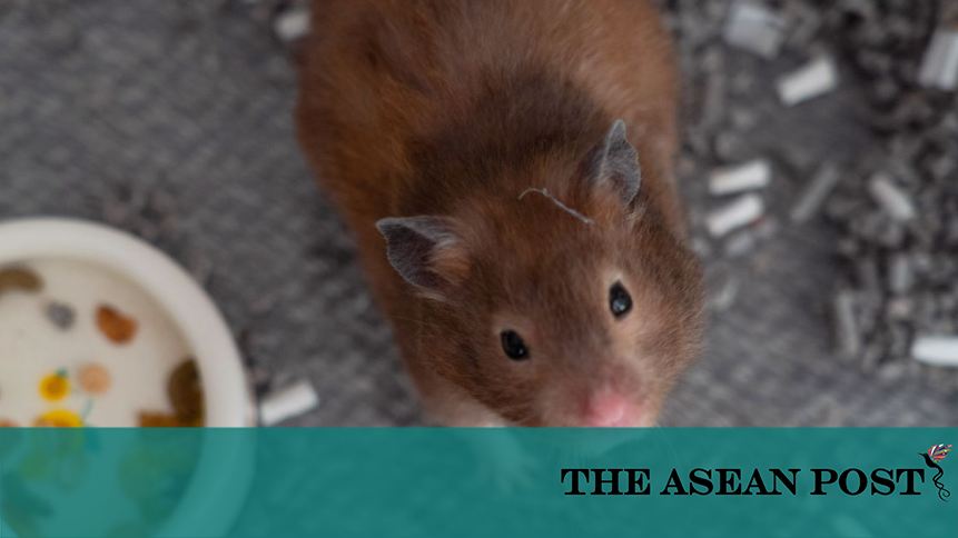 chocolate syrian hamster