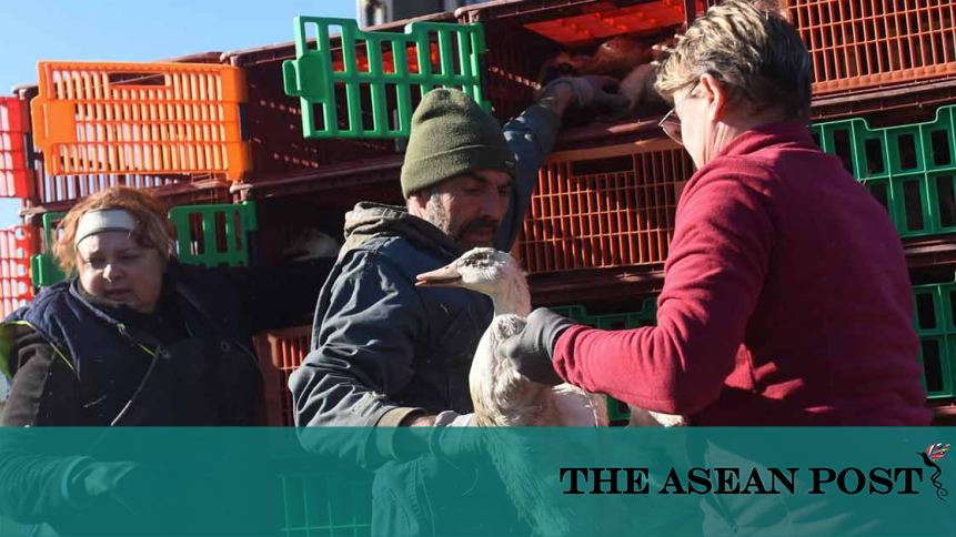 Bird Flu Cases On The Rise | The ASEAN Post