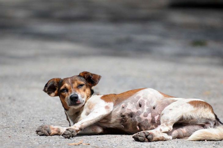 In this file photo a stray dog rests in Vihara Maha Devi park in Colombo, Sri Lanka