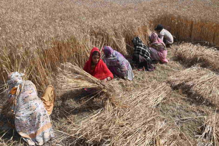 Harvesting wheat in Pakistan