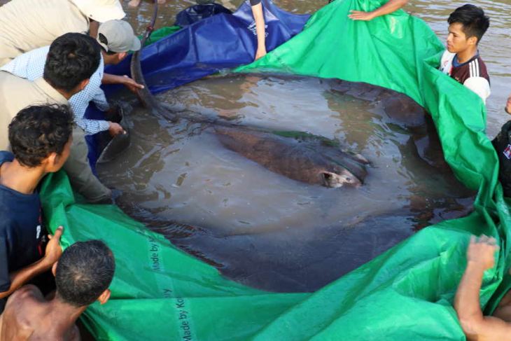 A giant freshwater stingray that was caught and released in the Mekong River in Cambodia