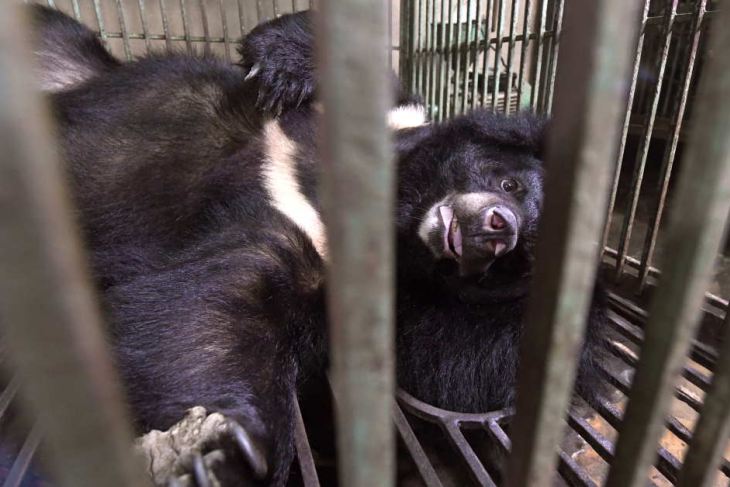 A caged bear in Vietnam