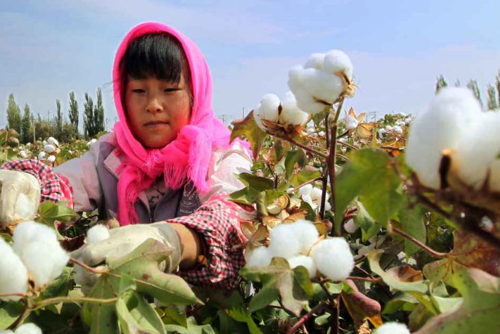 A Chinese farmer picking cotton in the fields in Hami, in northwest China's Xinjiang 